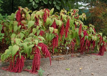 Amarantus – energia indiańskiego zboża