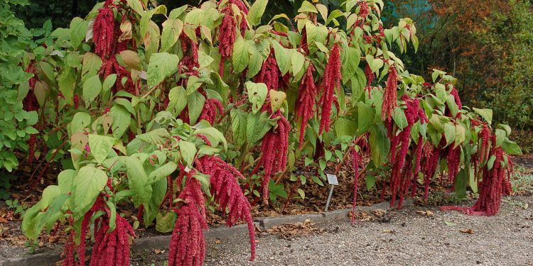 Amarantus – energia indiańskiego zboża