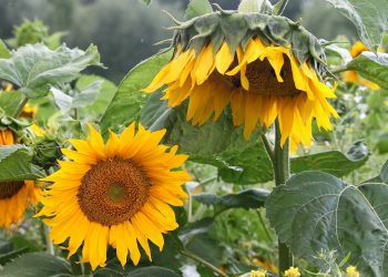 Słonecznik – piękny kwiat, symbol słońca, a może afrodyzjak?
