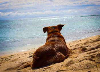 Wypoczynek nad morzem: zabieramy ze sobą psa